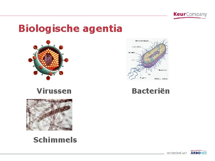 Biologische agentia Virussen Schimmels Bacteriën 