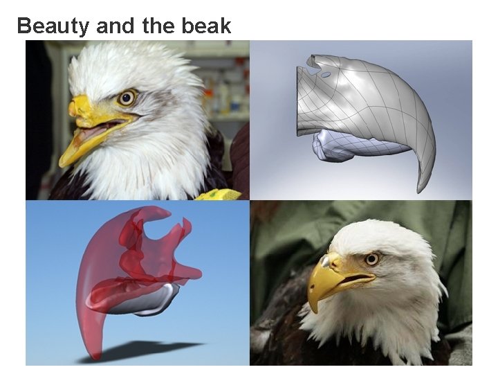 Beauty and the beak 