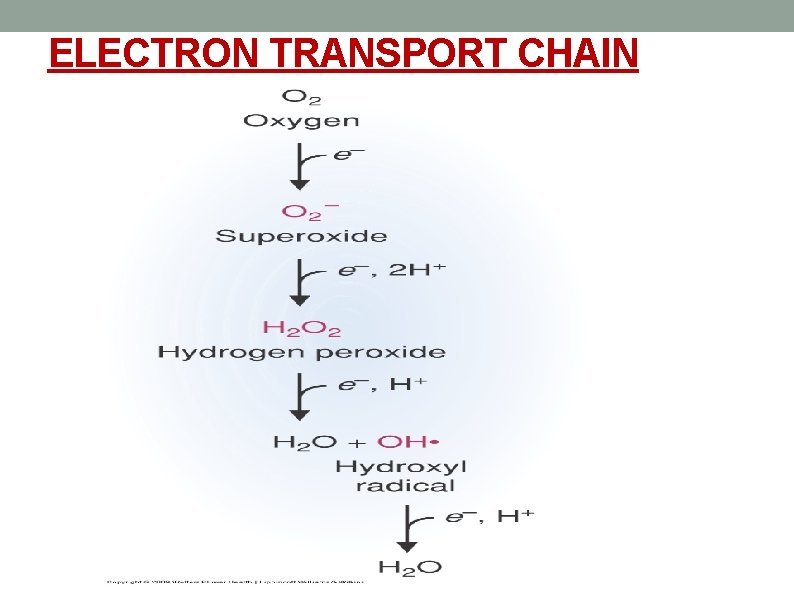 ELECTRON TRANSPORT CHAIN 