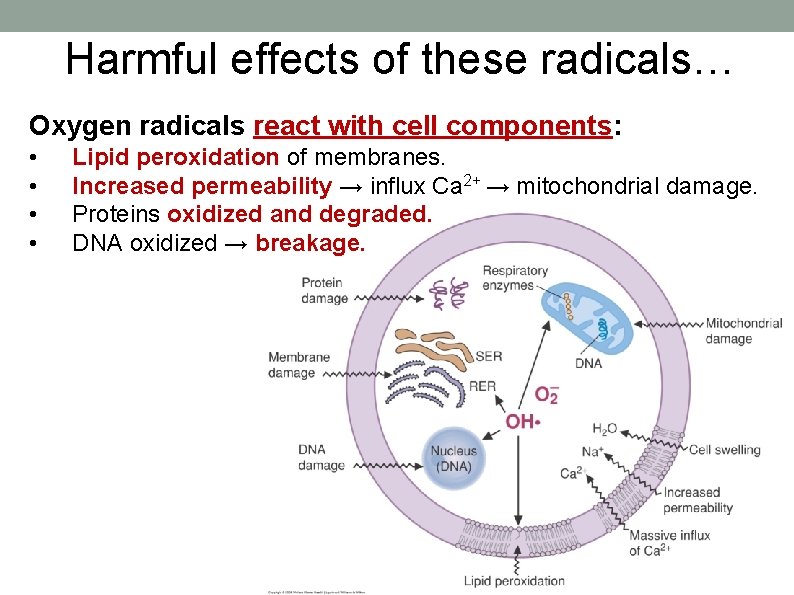 Harmful effects of these radicals… Oxygen radicals react with cell components: • • Lipid
