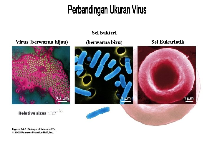 Sel bakteri Virus (berwarna hijau) Perbandingan ukuran (berwarna biru) Sel Eukariotik 