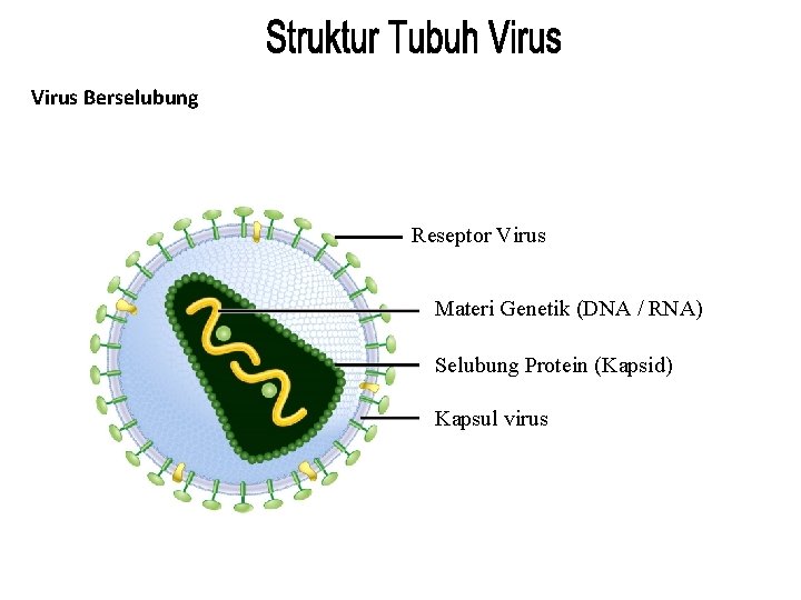 Virus Berselubung Reseptor Virus Materi Genetik (DNA / RNA) Selubung Protein (Kapsid) Kapsul virus