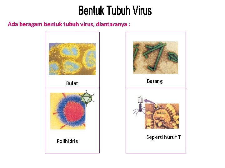 Ada beragam bentuk tubuh virus, diantaranya : Bulat Polihidris Batang Seperti huruf T 