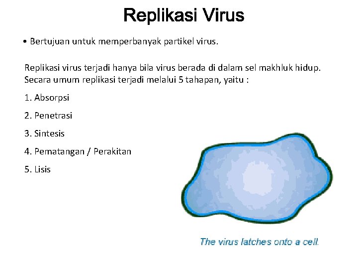  • Bertujuan untuk memperbanyak partikel virus. Replikasi virus terjadi hanya bila virus berada