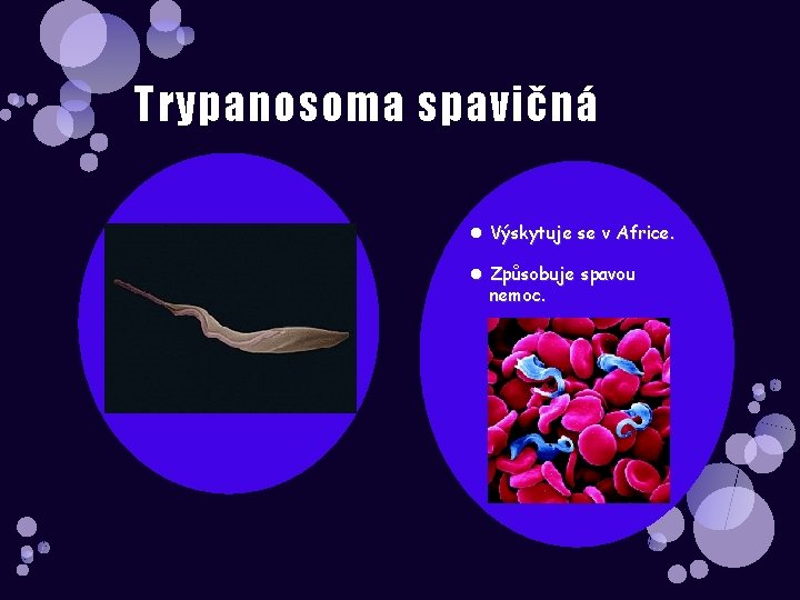 Trypanosoma spavičná Výskytuje se v Africe. Způsobuje spavou nemoc. 
