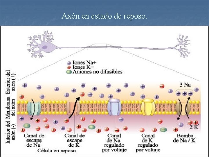 Axón en estado de reposo. 