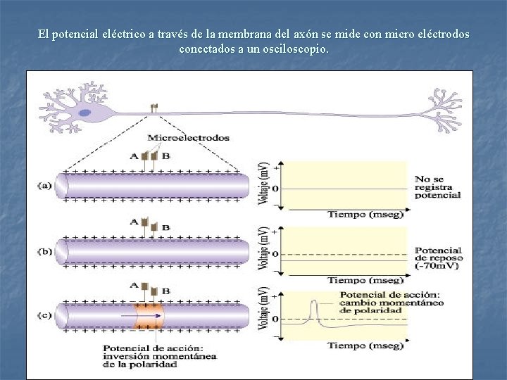 El potencial eléctrico a través de la membrana del axón se mide con micro