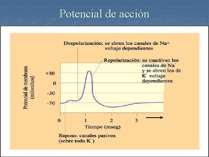 Potencial de acción 
