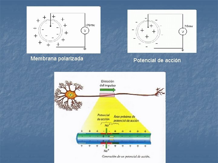 Membrana polarizada Potencial de acción 