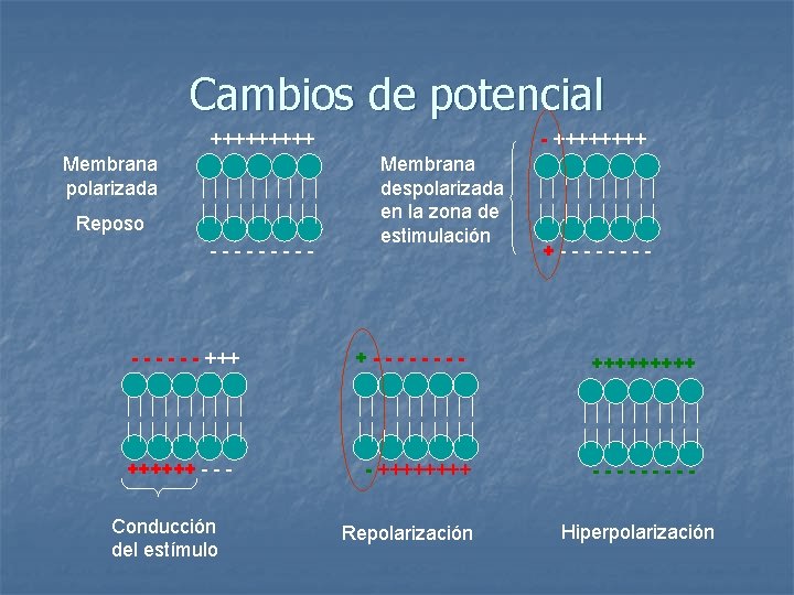 Cambios de potencial +++++ Membrana polarizada Reposo ----- - - - ++++++ - -