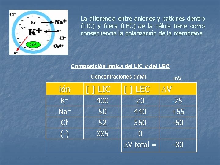 La diferencia entre aniones y cationes dentro (LIC) y fuera (LEC) de la célula