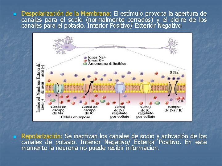 n n Despolarización de la Membrana: El estímulo provoca la apertura de canales para