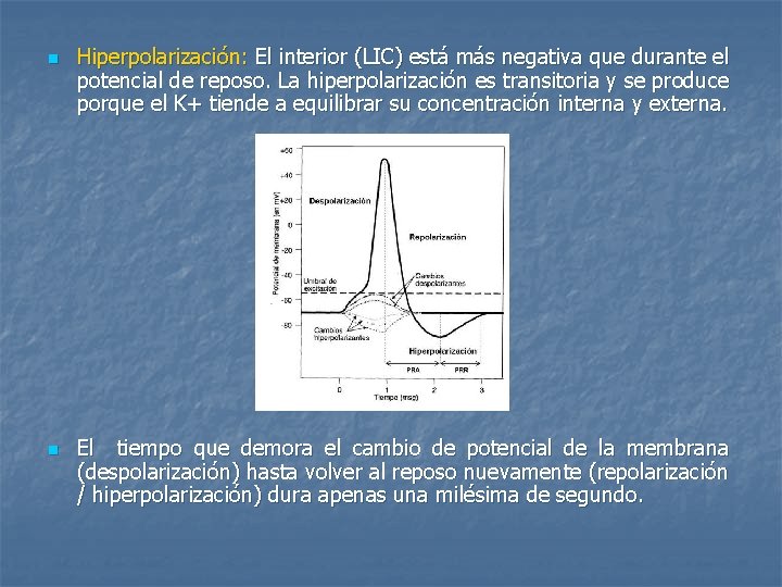 n n Hiperpolarización: El interior (LIC) está más negativa que durante el potencial de