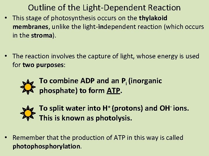 Outline of the Light-Dependent Reaction • This stage of photosynthesis occurs on the thylakoid