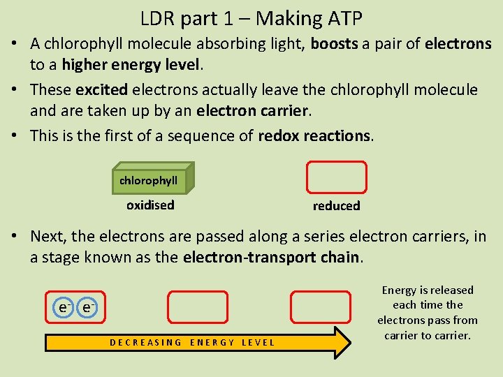 LDR part 1 – Making ATP • A chlorophyll molecule absorbing light, boosts a