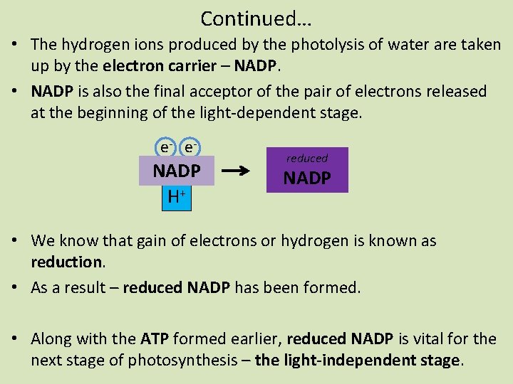 Continued… • The hydrogen ions produced by the photolysis of water are taken up