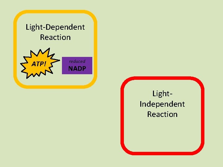 Light-Dependent Reaction ATP! reduced NADP Light. Independent Reaction 