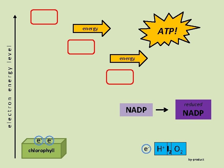 ATP!Pi ADP electron energy level energy NADP e- echlorophyll reduced NADP e- H+H 2