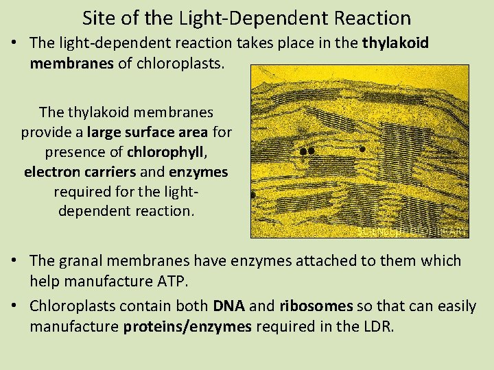 Site of the Light-Dependent Reaction • The light-dependent reaction takes place in the thylakoid