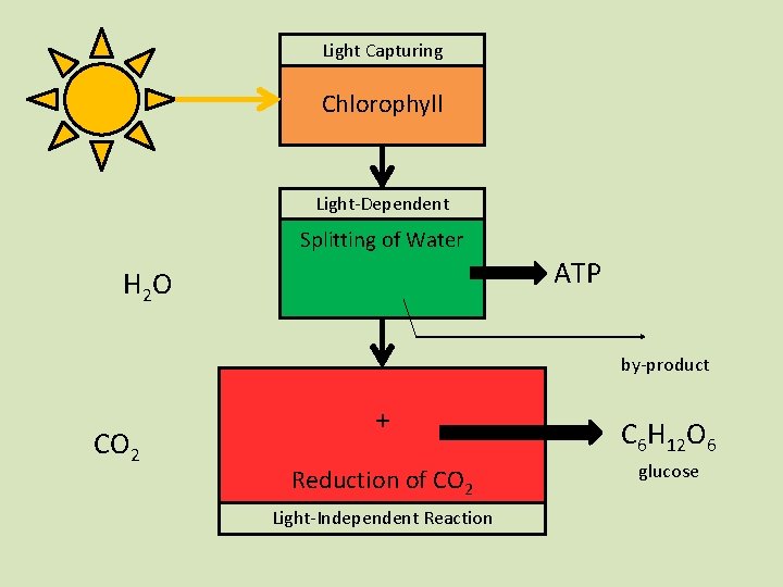 Light Capturing Chlorophyll Light-Dependent Splitting of Water H 2 O H O 2 ATP