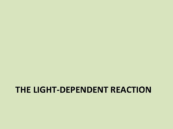 THE LIGHT-DEPENDENT REACTION 