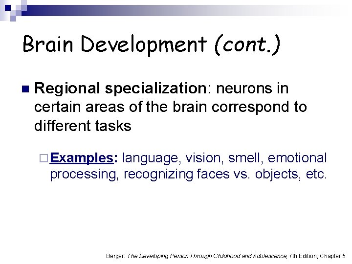 Brain Development (cont. ) n Regional specialization: neurons in certain areas of the brain