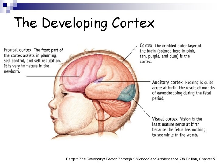 The Developing Cortex Berger: The Developing Person Through Childhood and Adolescence, 7 th Edition,