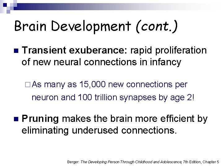 Brain Development (cont. ) n Transient exuberance: rapid proliferation of new neural connections in