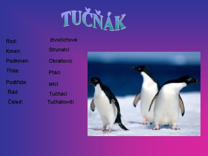 Rod: živočichové Kmen: Strunatci Podkmen: Obratlovci Třída: Ptáci Podtřída: letci Řád: Čeleď: Tučňáci Tučňákovití