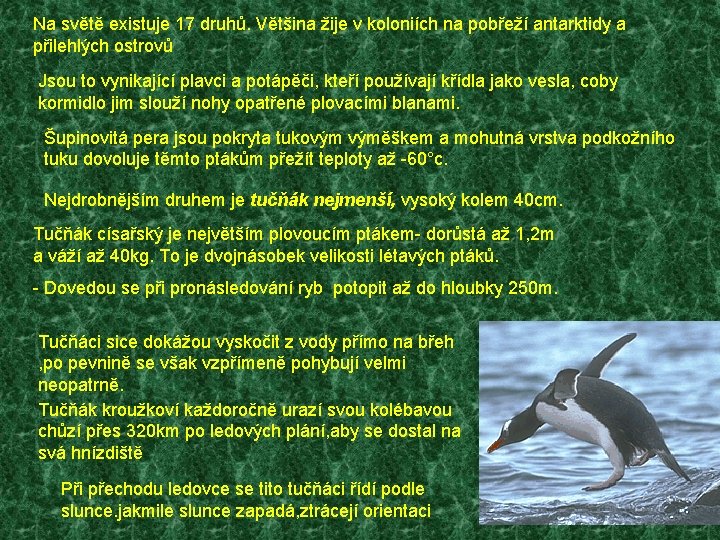 Na světě existuje 17 druhů. Většina žije v koloniích na pobřeží antarktidy a přilehlých