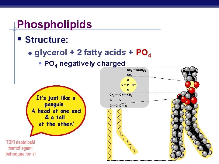Phospholipids § Structure: u glycerol + 2 fatty acids + PO 4 § PO