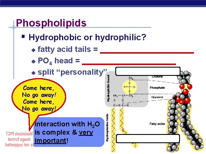 Phospholipids § Hydrophobic or hydrophilic? fatty acid tails = ___________ u PO 4 head