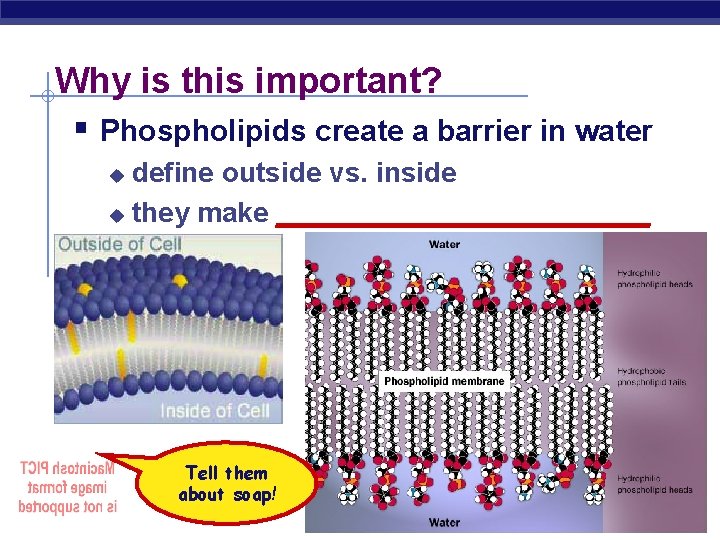 Why is this important? § Phospholipids create a barrier in water define outside vs.