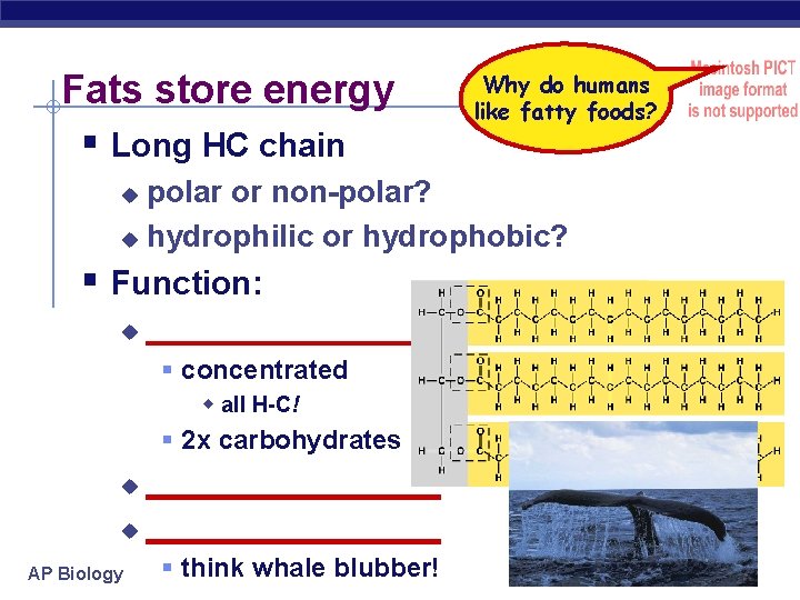 Fats store energy § Long HC chain Why do humans like fatty foods? polar
