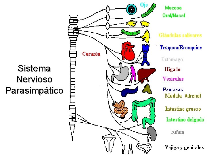 Sistema Nervioso Parasimpático 