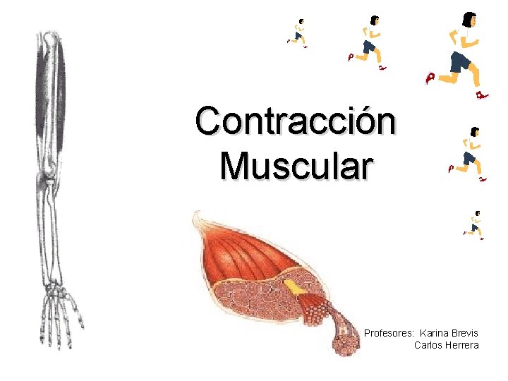 Contracción Muscular Profesores: Karina Brevis Carlos Herrera 