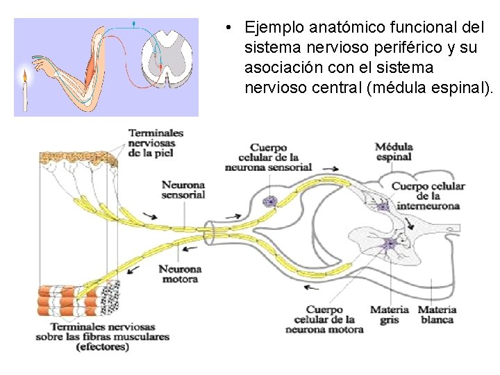  • Ejemplo anatómico funcional del sistema nervioso periférico y su asociación con el