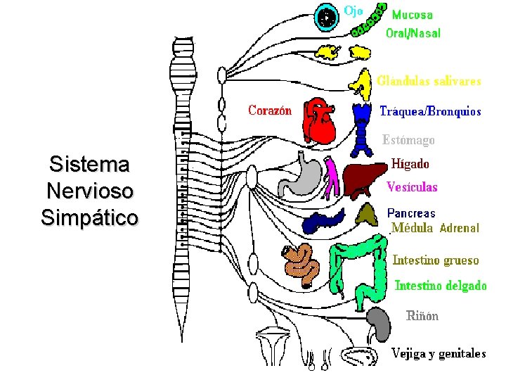 Sistema Nervioso Simpático 