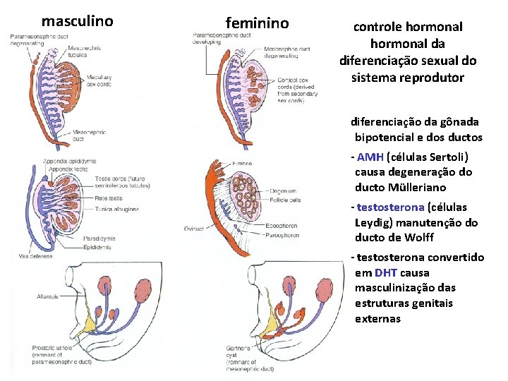 masculino feminino controle hormonal da diferenciação sexual do sistema reprodutor diferenciação da gônada bipotencial