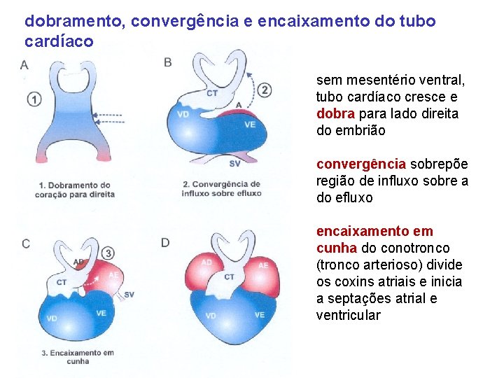 dobramento, convergência e encaixamento do tubo cardíaco sem mesentério ventral, tubo cardíaco cresce e