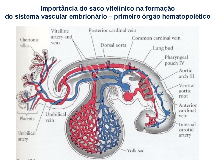 importância do saco vitelínico na formação do sistema vascular embrionário – primeiro órgão hematopoiético