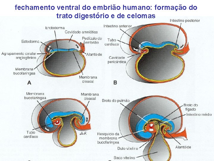 fechamento ventral do embrião humano: formação do trato digestório e de celomas 