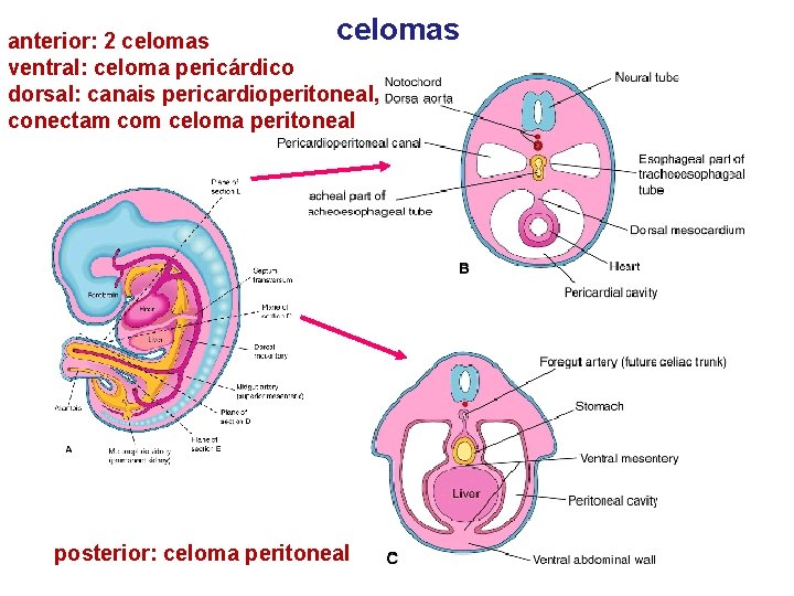 celomas anterior: 2 celomas ventral: celoma pericárdico dorsal: canais pericardioperitoneal, conectam com celoma peritoneal