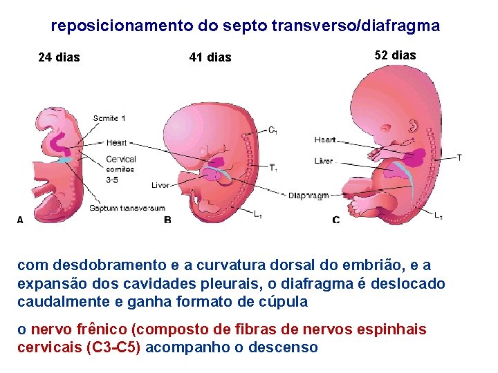 reposicionamento do septo transverso/diafragma 24 dias 41 dias 52 dias com desdobramento e a