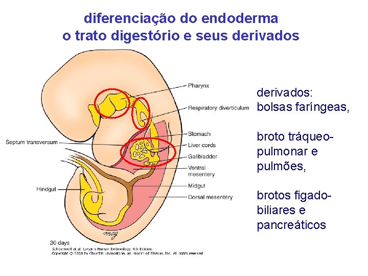 diferenciação do endoderma o trato digestório e seus derivados: bolsas faríngeas, broto tráqueopulmonar e