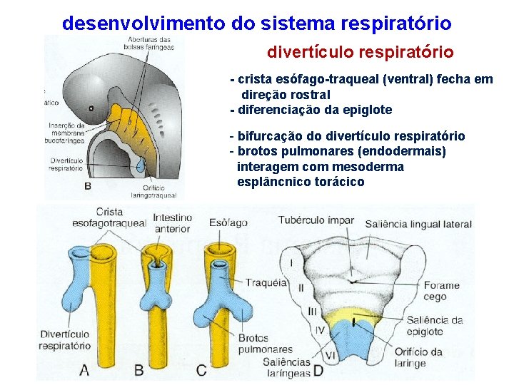 desenvolvimento do sistema respiratório divertículo respiratório - crista esófago-traqueal (ventral) fecha em direção rostral