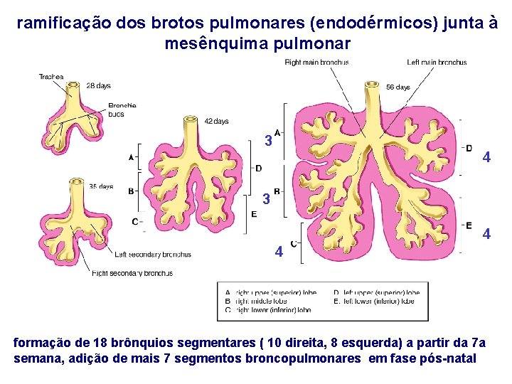 ramificação dos brotos pulmonares (endodérmicos) junta à mesênquima pulmonar 3 4 4 formação de