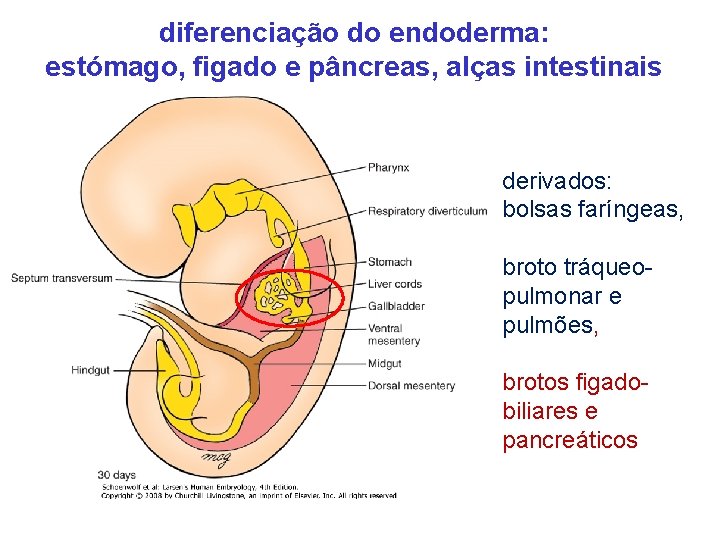 diferenciação do endoderma: estómago, figado e pâncreas, alças intestinais derivados: bolsas faríngeas, broto tráqueopulmonar