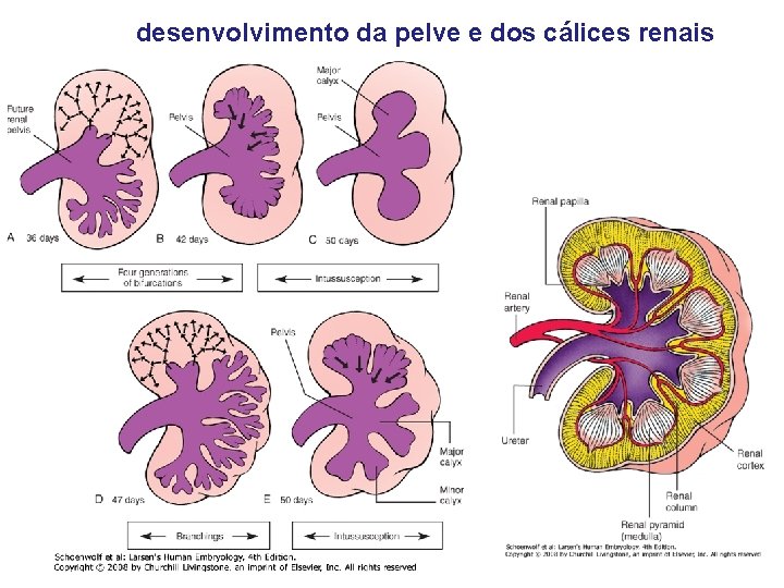 desenvolvimento da pelve e dos cálices renais 