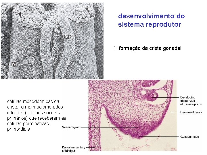 desenvolvimento do sistema reprodutor 1. formação da crista gonadal células mesodêrmicas da crista formam